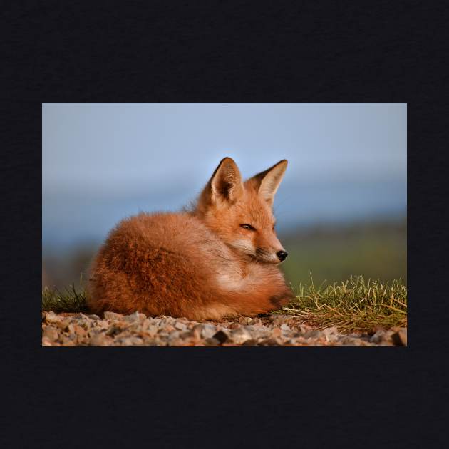 Alert Red Fox Kit by A Thousand Words Photography